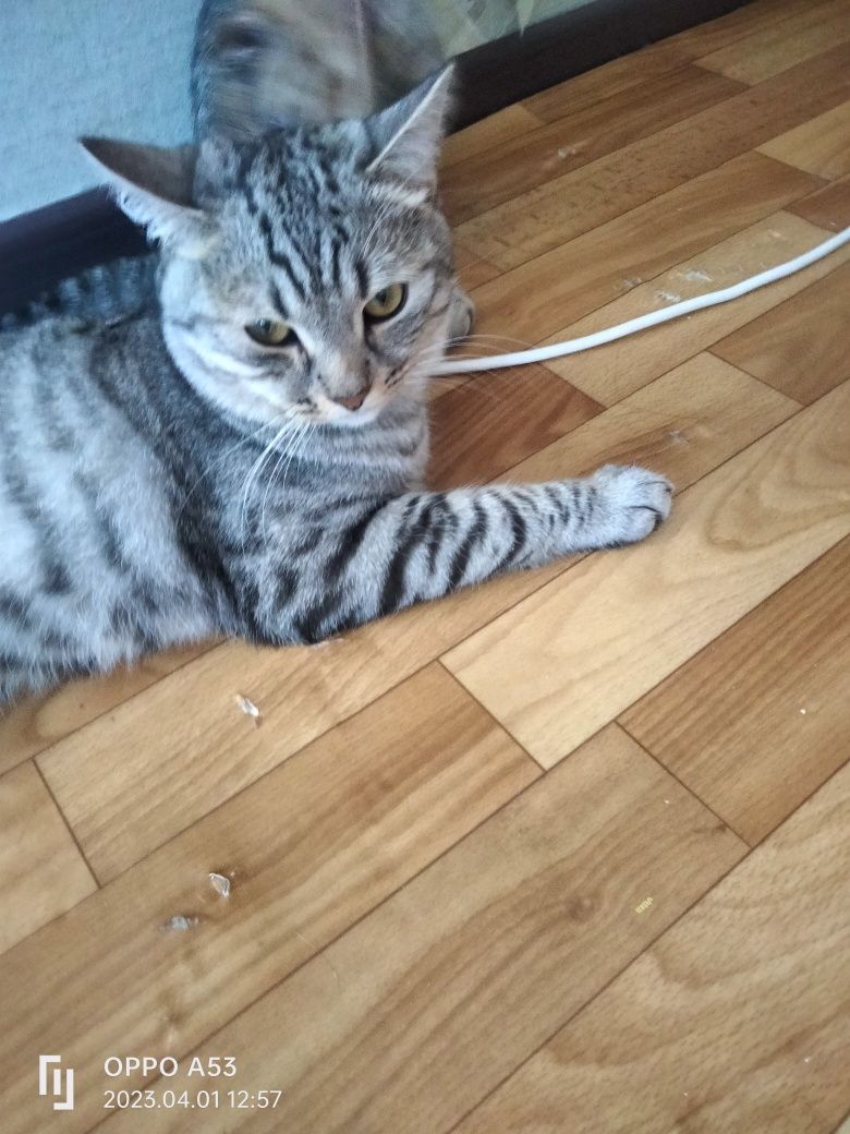 Отдаем кота хороши руки,кот домашний