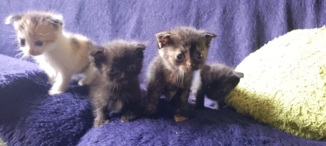 Продам котят от вислоухой кошки.