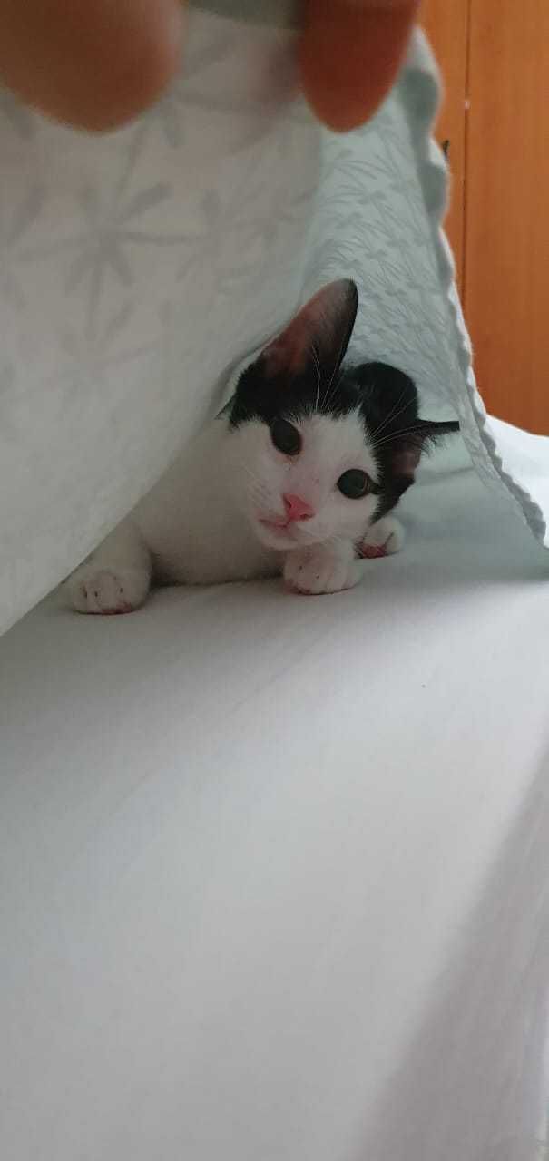 Котята ищут любящую семью