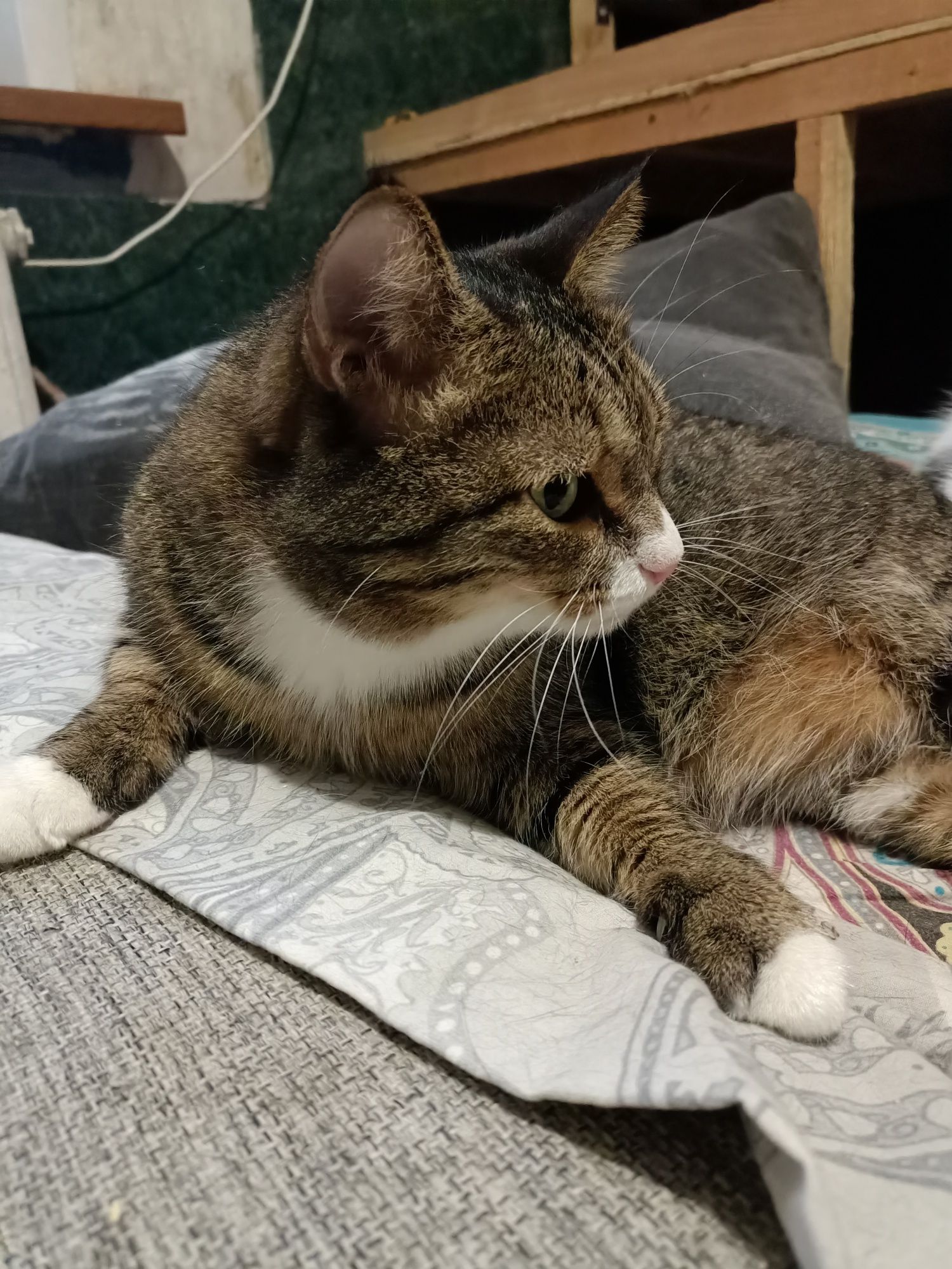 Котики  в добрые руки
