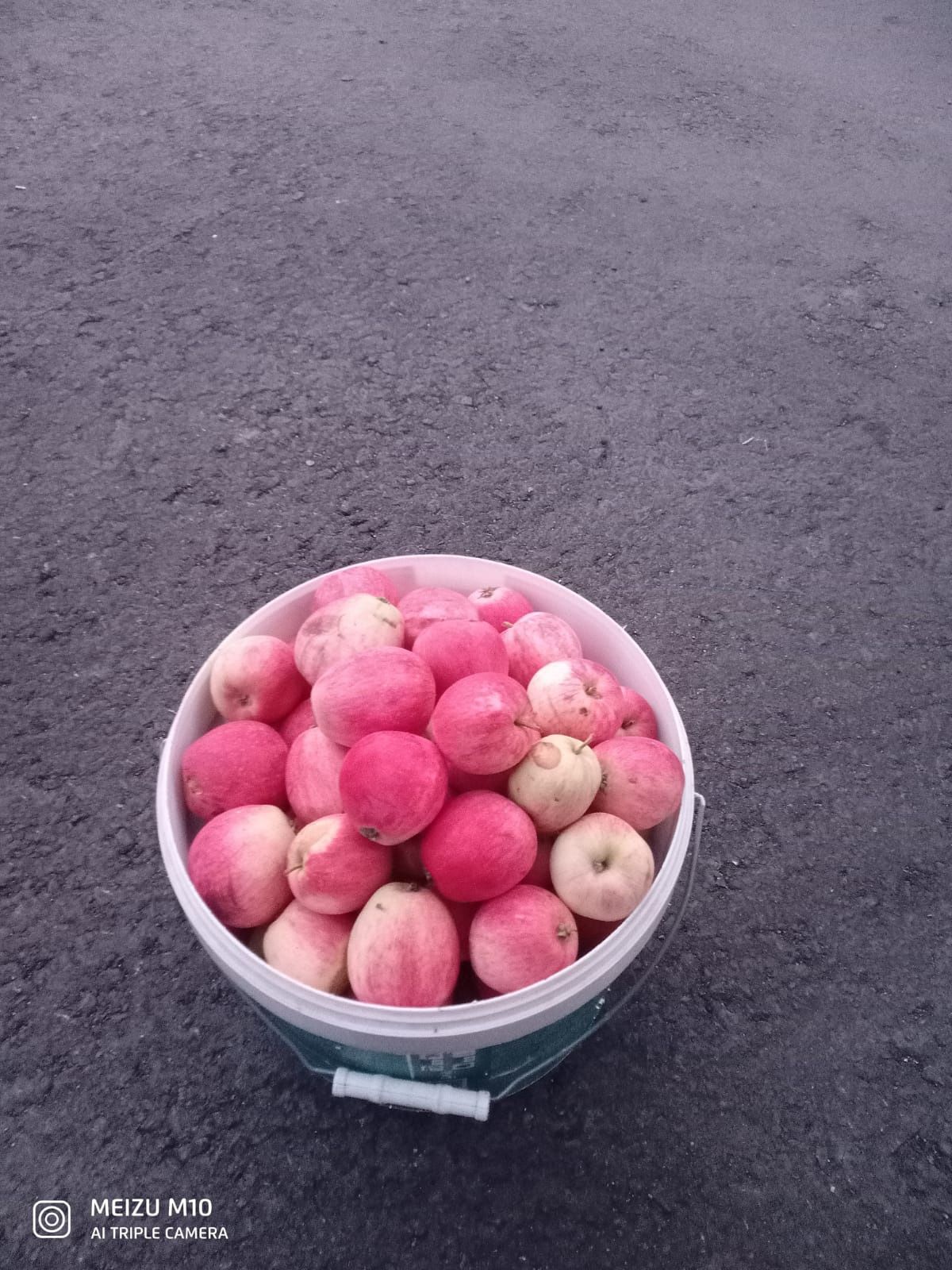 Продам яблоки дачные