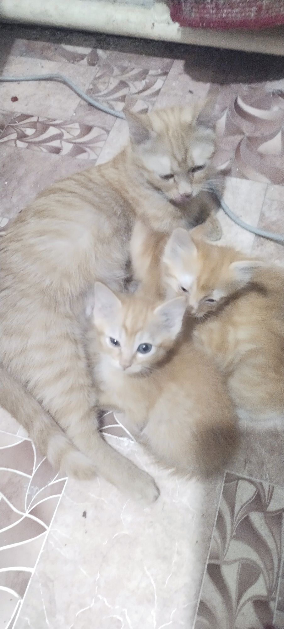 Породистые котята