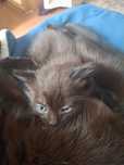 котят отдам хорошие Руки