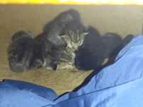 Котята и кошка ,