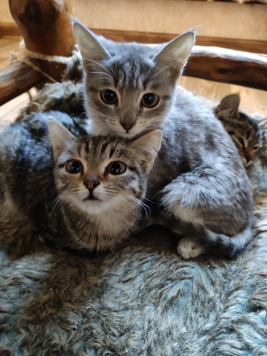 Отдам котят (4девочки) в добрые руки.