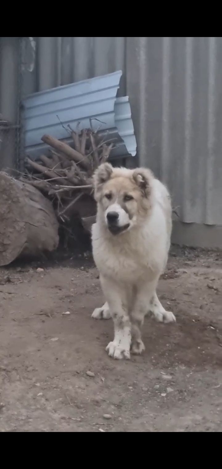 Алабай кавказский