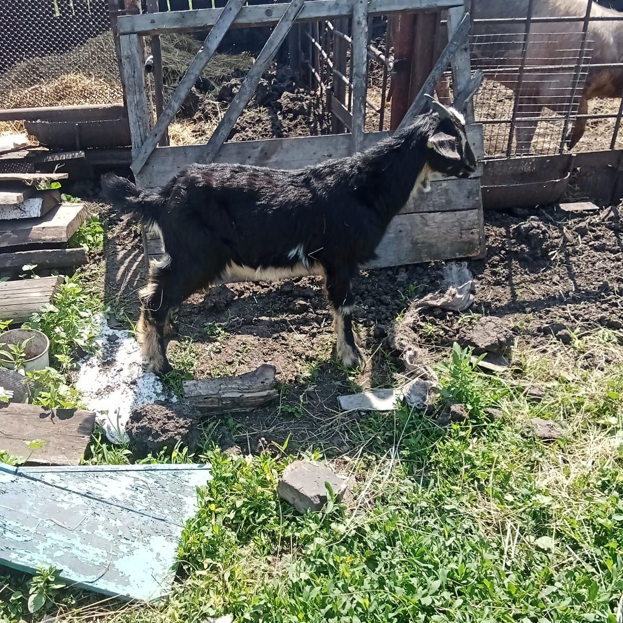 Продам козлика альпийского