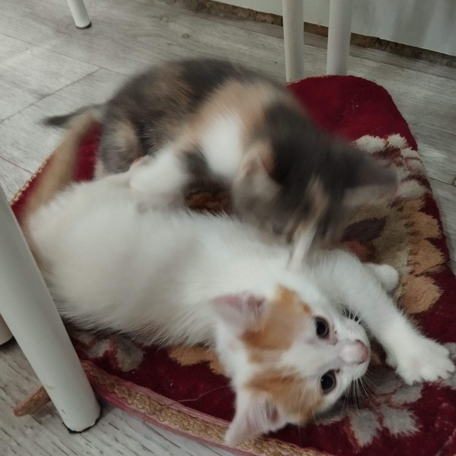 Котята 2 девочки, В добрые ручки