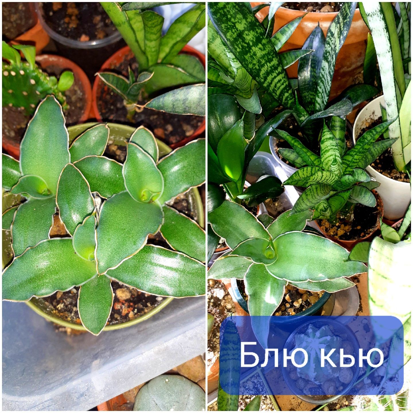Сансевиерия Сансевьера Цветы Растения комнатные
