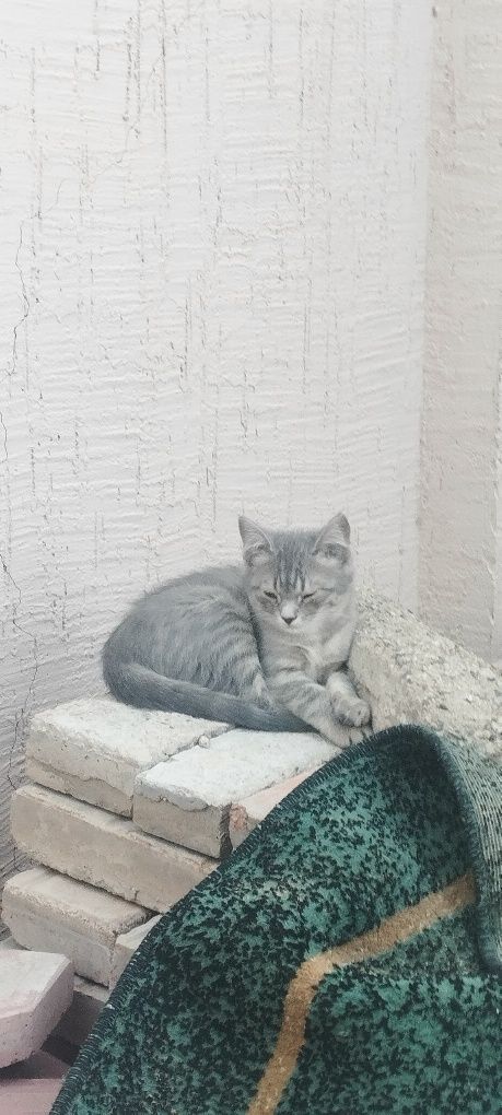Пропали котята, за них щедро заплатим