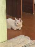 Бесплатно котенок