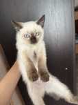 Отдаем даром двух котят