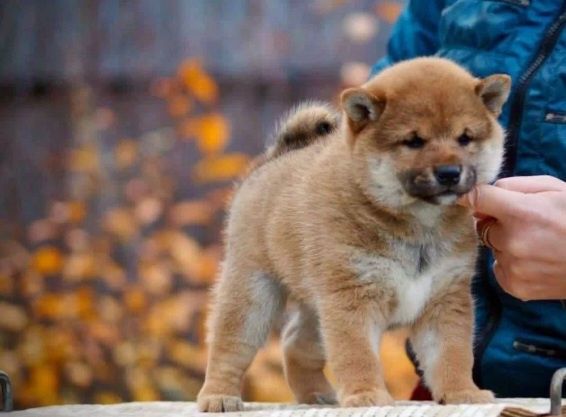 Японские щенки Сиба ину
