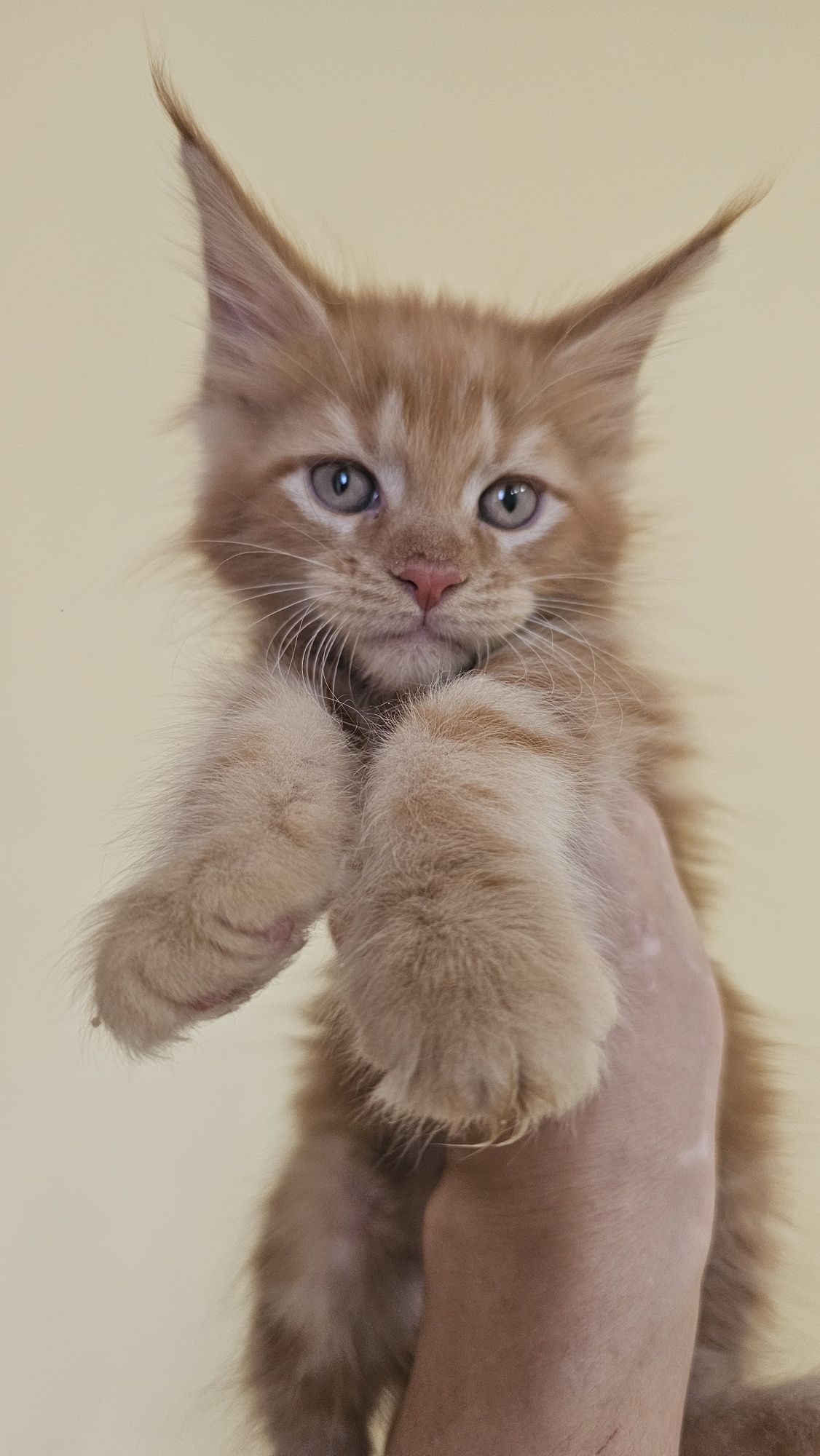 Породистые котята из питомника в рассрочку