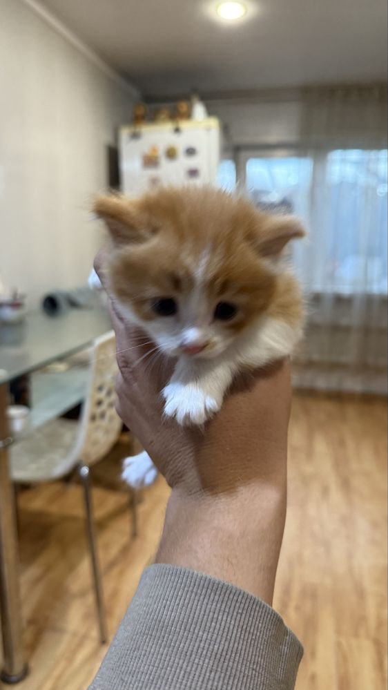 Отдам котят в доьрые руки