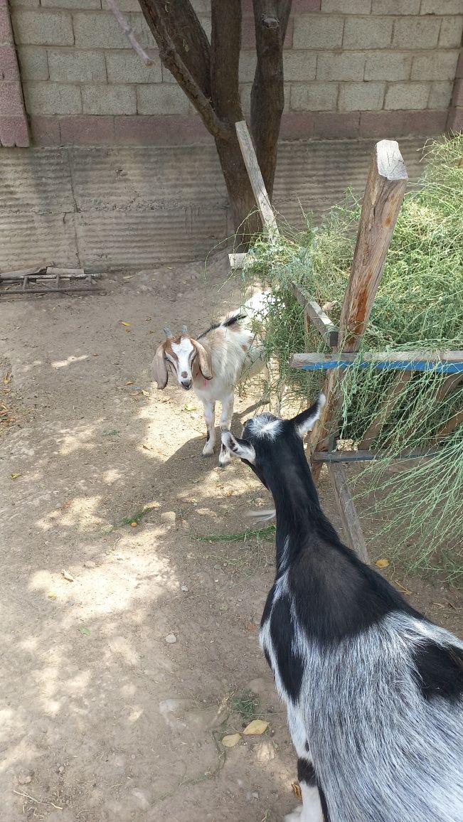 Ешкілер, сүтті, 3 ешкі