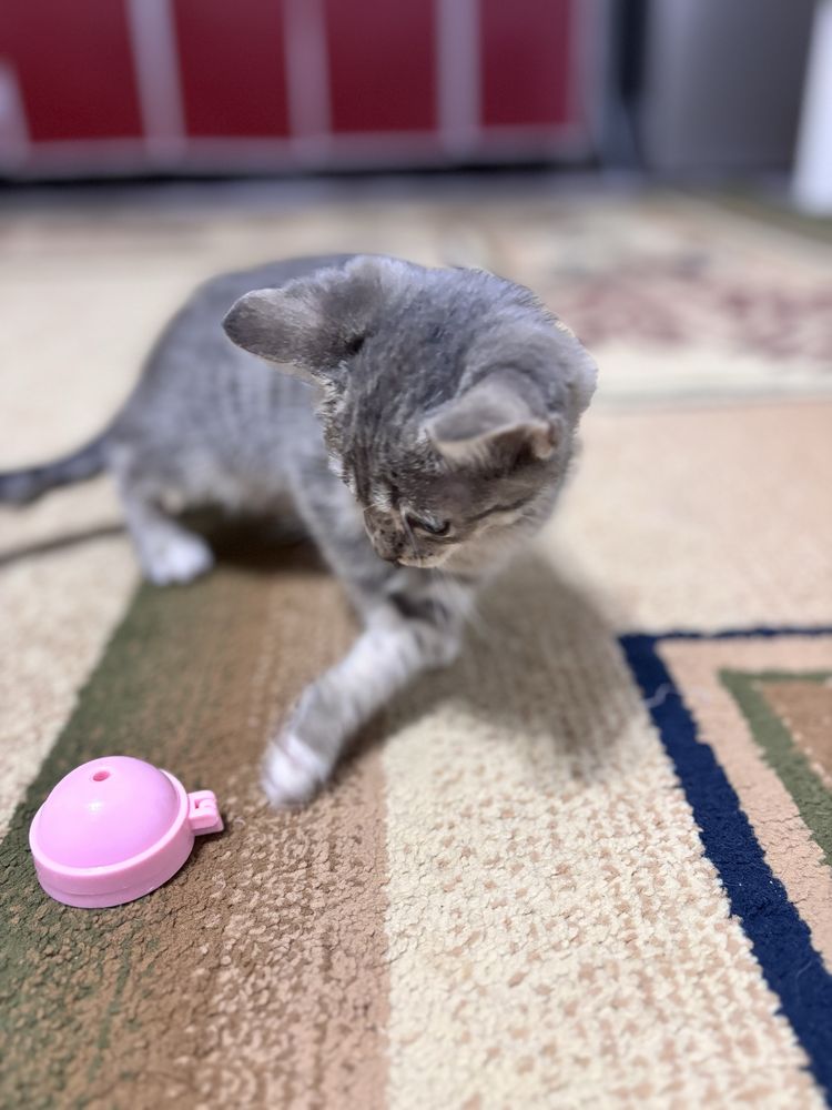 Отдам милых котят!