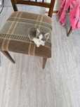 Котёнок серенький с беленький пузом мальчик