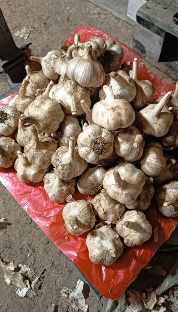 Продам чеснок. Оптом и в розницу.