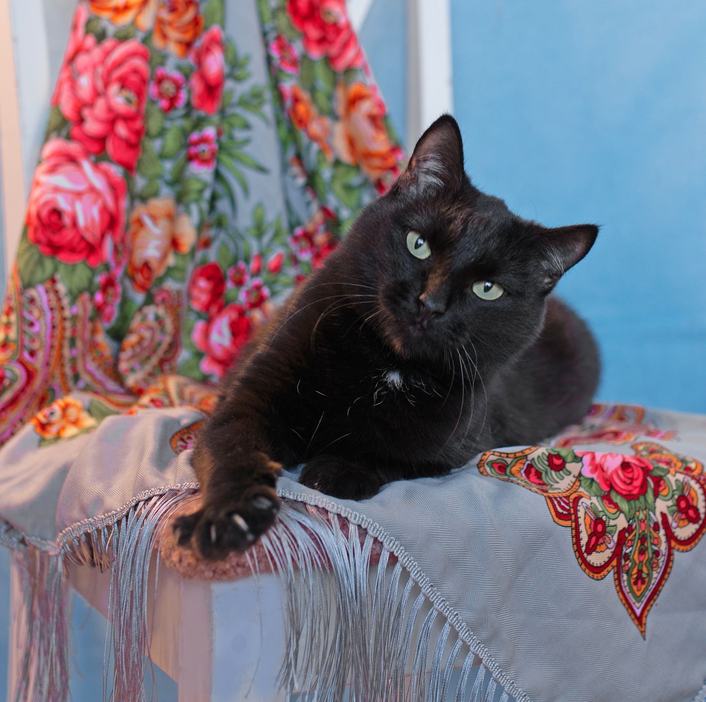 Котики в добрые руки! Кастрированы. Кот, кошка, котенок, котята