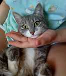 Котёнок девочка+лоток в подарок