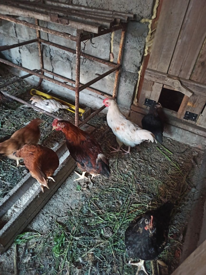 Продам петухов 3 месяца