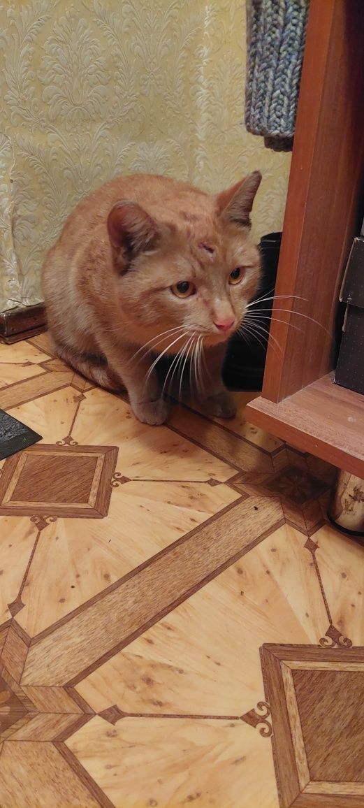 Отдадим кота, возраст около года.