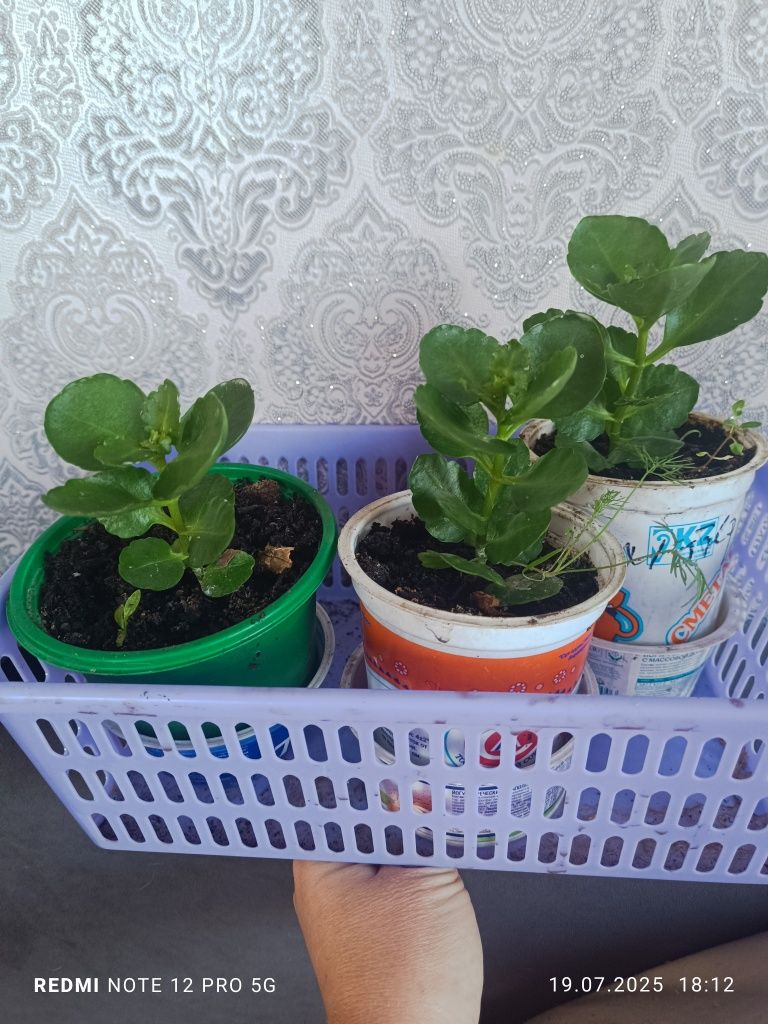 Каланхоэ декоративное