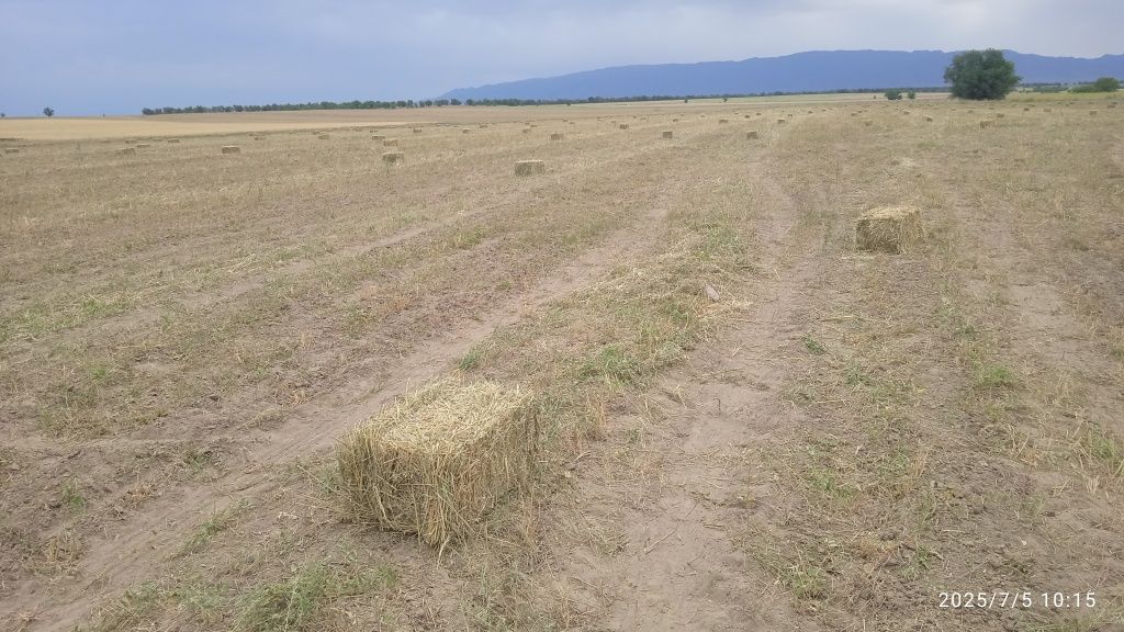 Сено(тюки)хорошие
