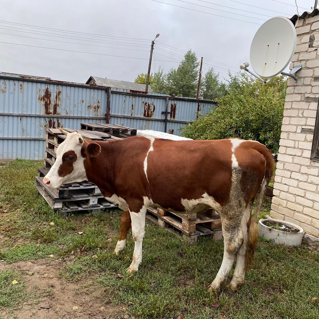 Продам каров 3 головы цена даговорное