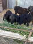 Продам Гиссарского кочкара