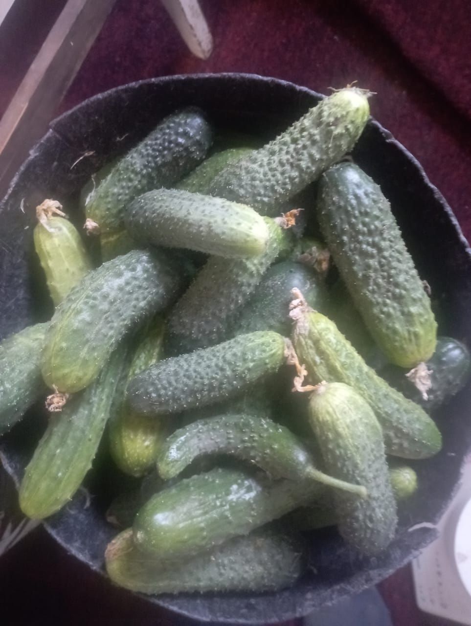 Продам домашние огурцы