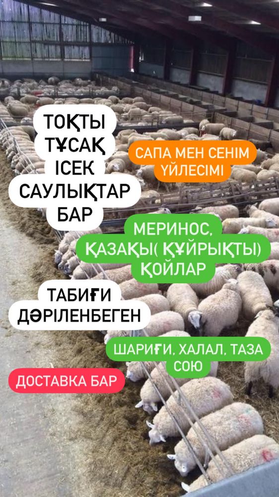 Қой Тоқты семіз отборный қойлар Алматы