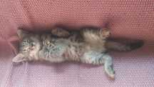 Отдам котят заботливым людям