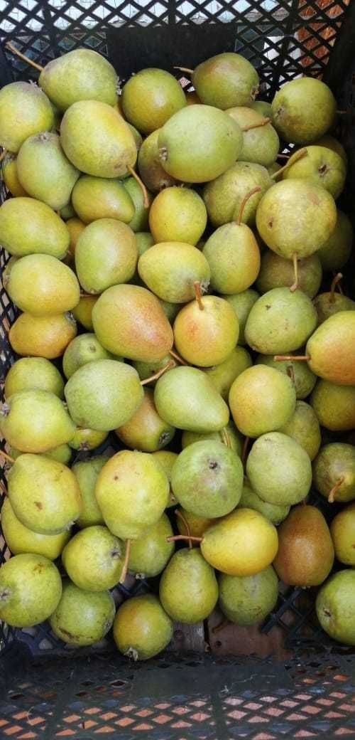 Продам груши дачные сладкие 5л  1000тг