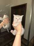 котенок котята