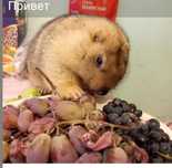 Продам сурка байбака