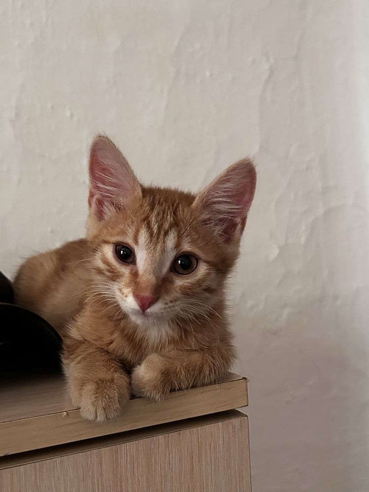 кошка очен хороший домашный БЕСПЛАТНО