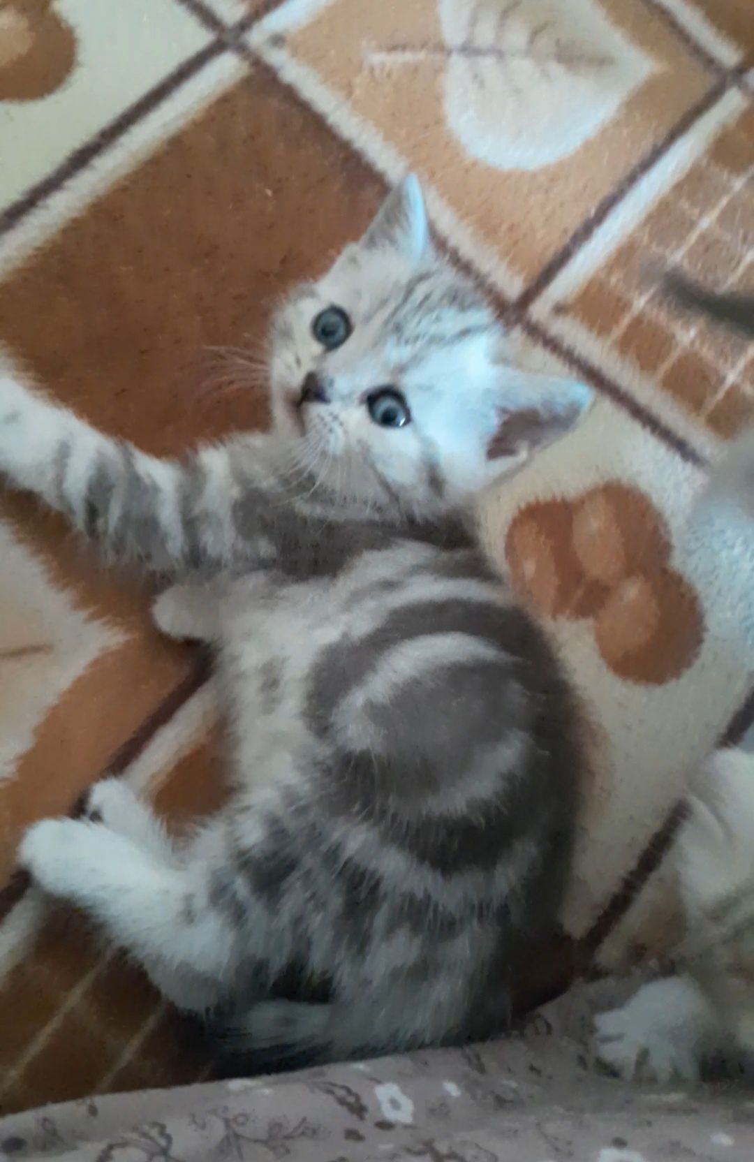 Чистокровные Шотландцы.