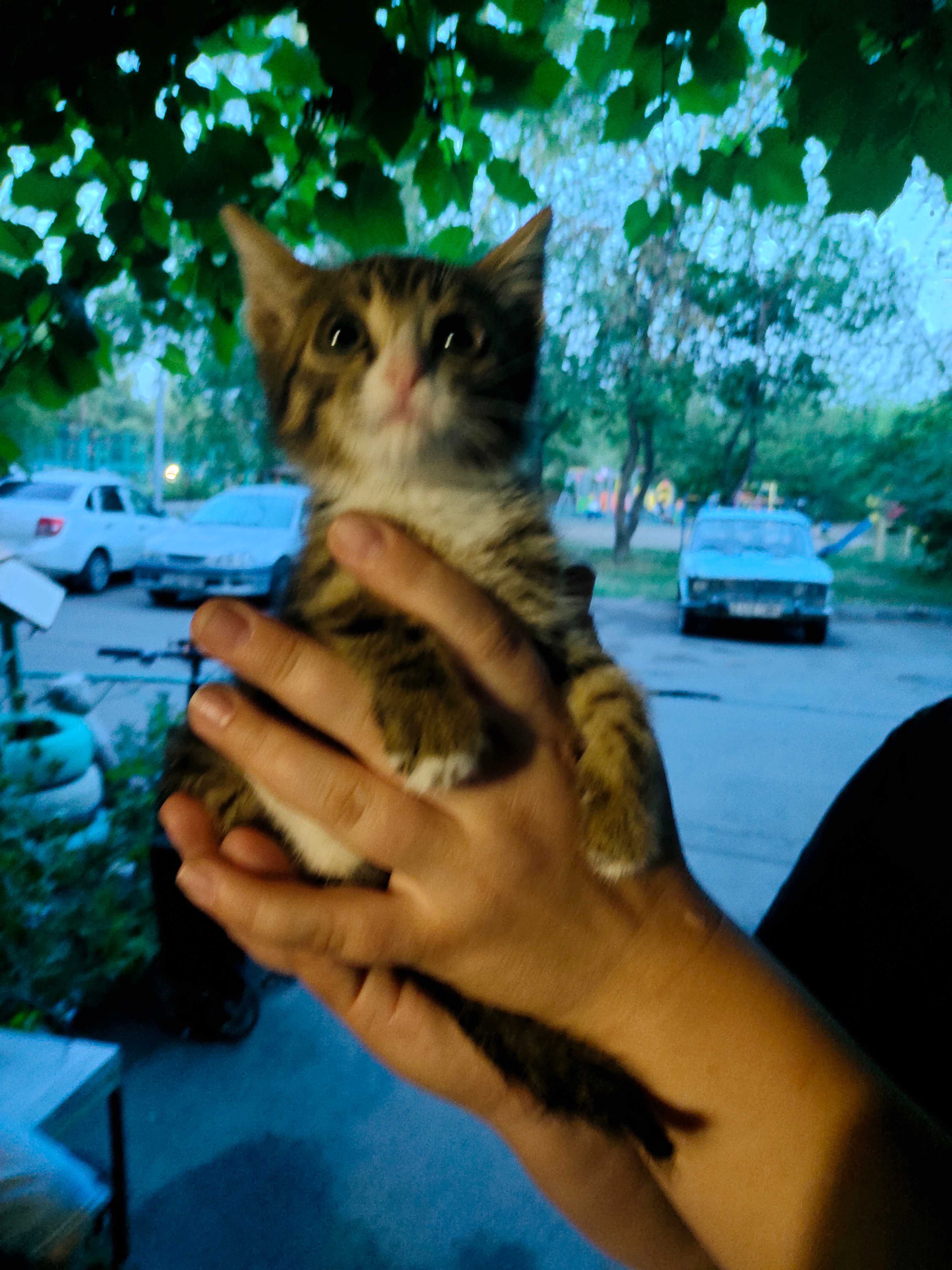 Котята в добрые руки