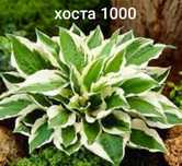 Саженцы многолетних неприхотливых цветов