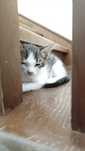 Котенок ПРИУЧЕННЫЙ К ЛОТКУ в хорошие руки