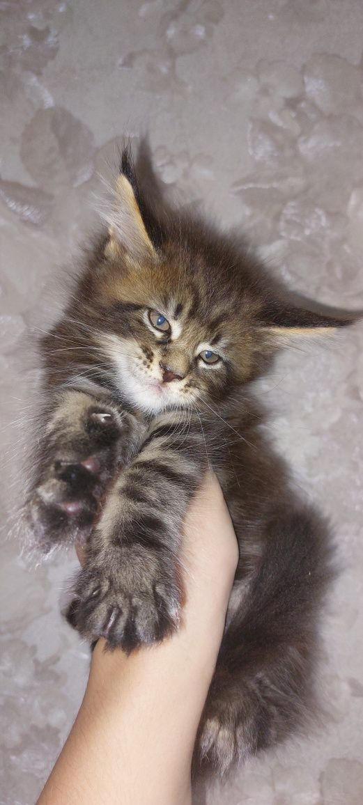 Котята мейн-кун!!!