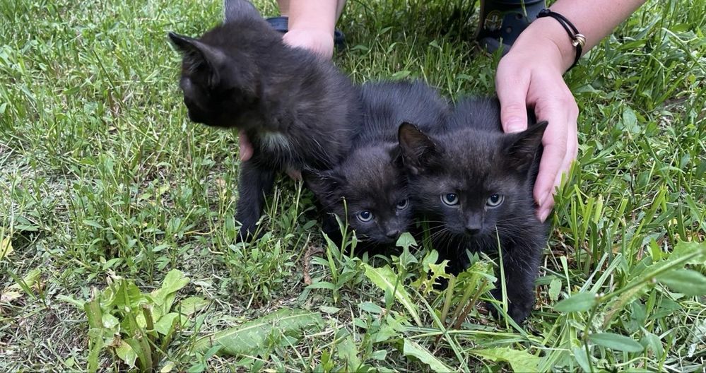 Котята ищут любящих хозяев