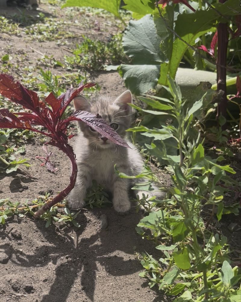 Отдам котят в хорошие руки бесплатно)