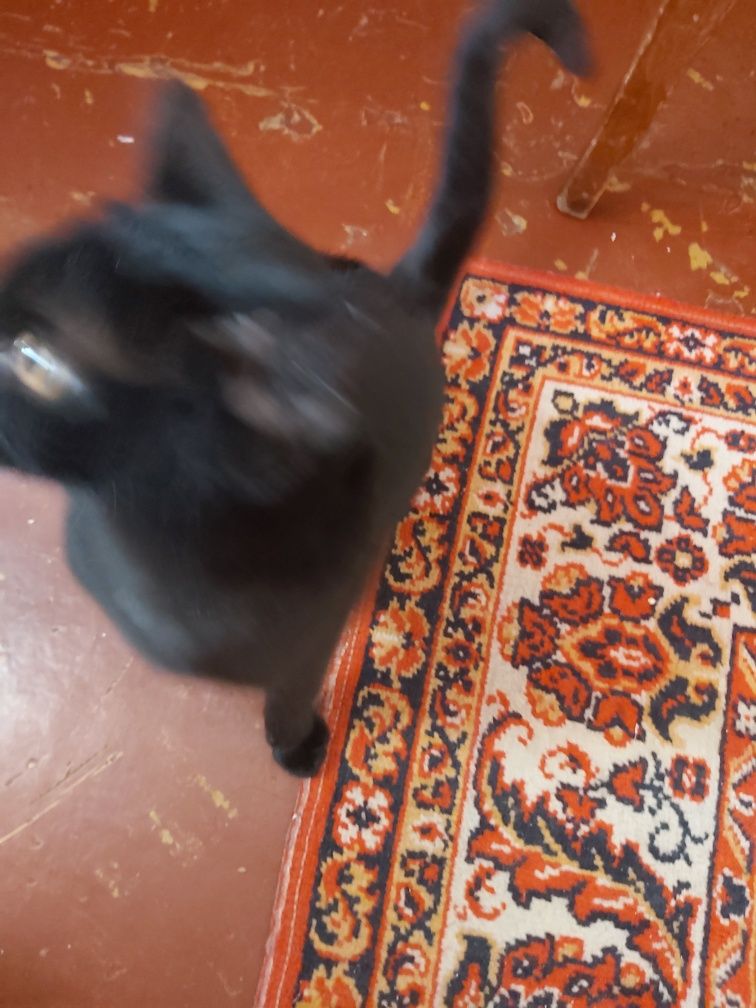 Чернышщ  умный кот