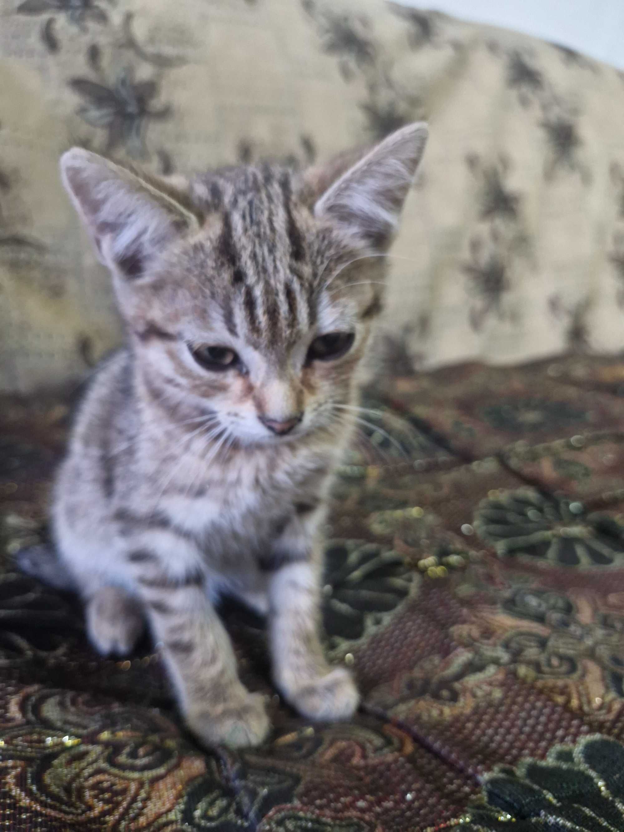 Котенка в хорошие руки