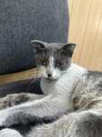 Котёнок (кошка) в добрые руки