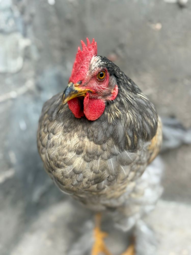 Продаётся 3 петуха и одна курочка срочно