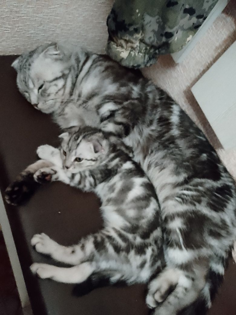 Вязка кота  шотландеца вислоухого